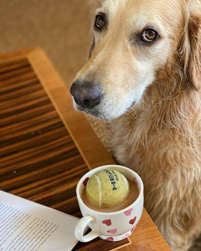Funny Dogs (47 pics)
