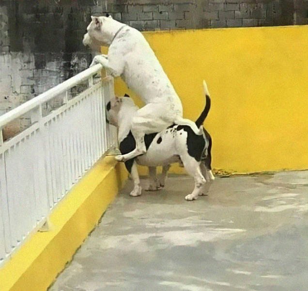 Funny Dogs (47 pics)