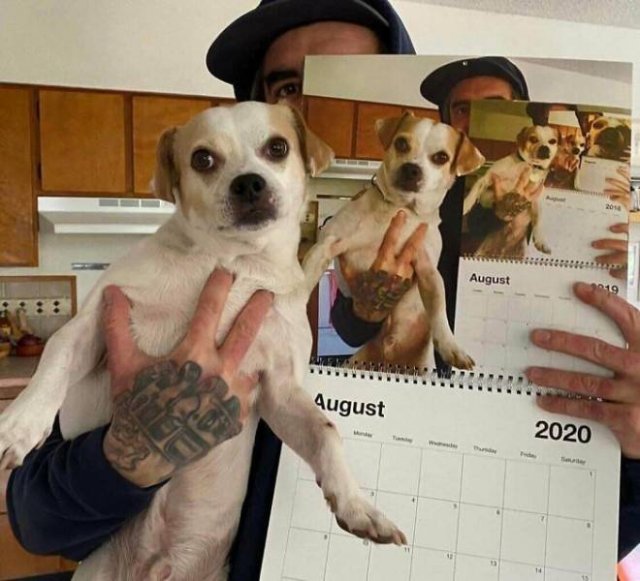 Funny Dogs (47 pics)