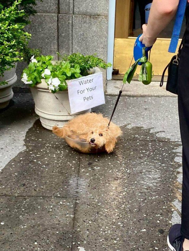 Funny Dogs (47 pics)