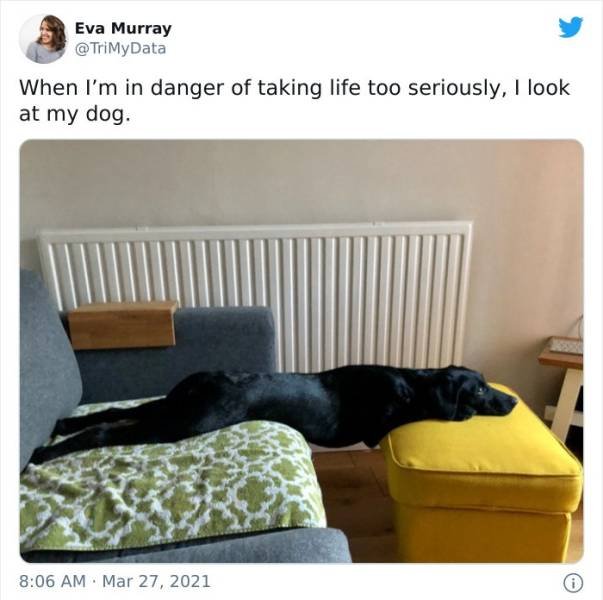 Funny Dogs (47 pics)