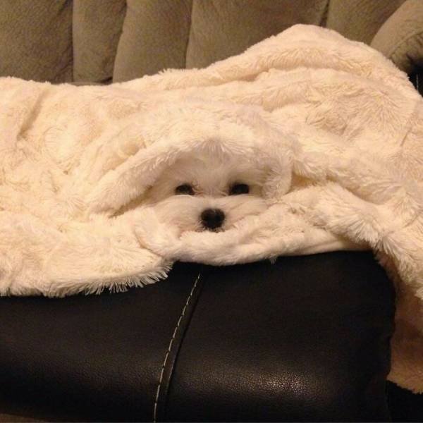 Funny Dogs (47 pics)