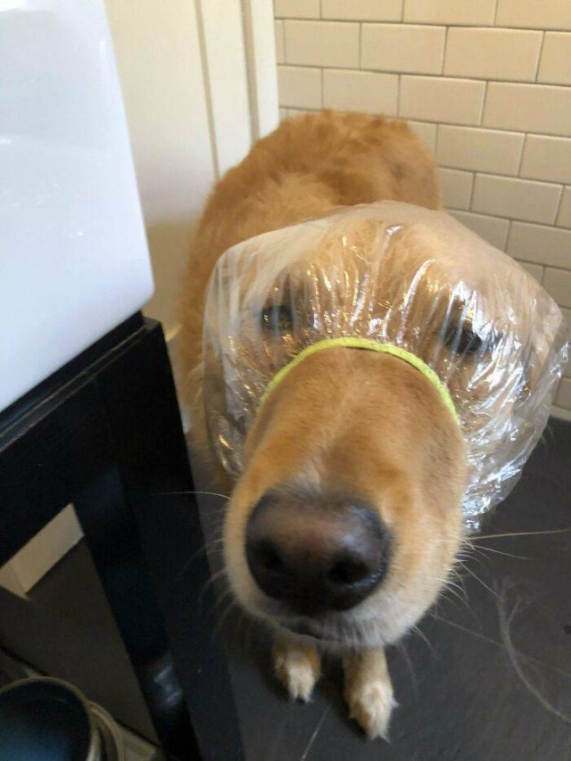 Funny Dogs (47 pics)