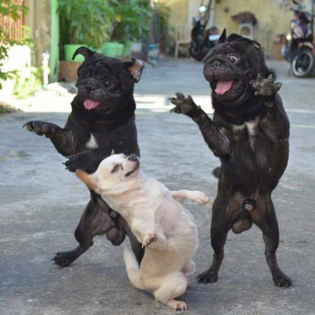 Funny Dogs (47 pics)