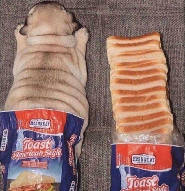 Funny Dogs (47 pics)