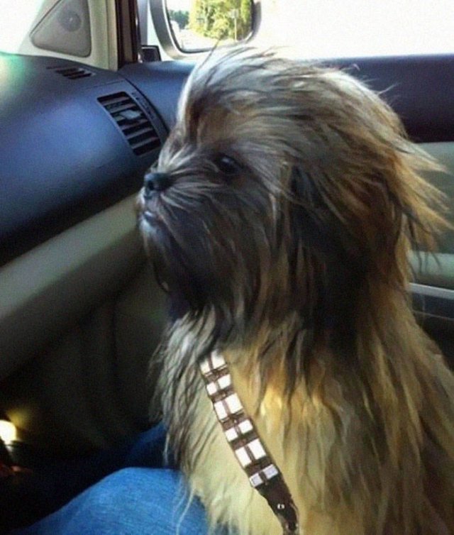 Funny Dogs (47 pics)