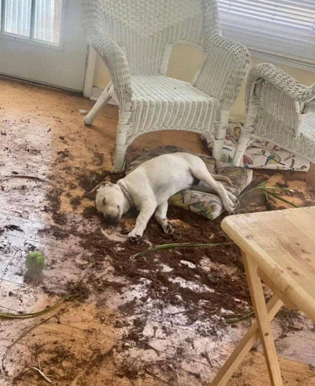 Funny Dogs (47 pics)