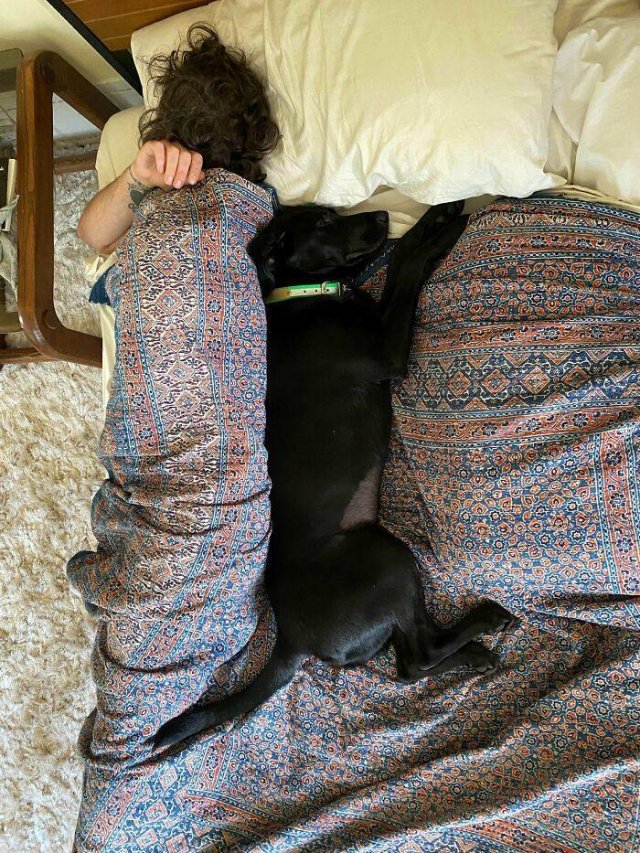 Funny Dogs (47 pics)