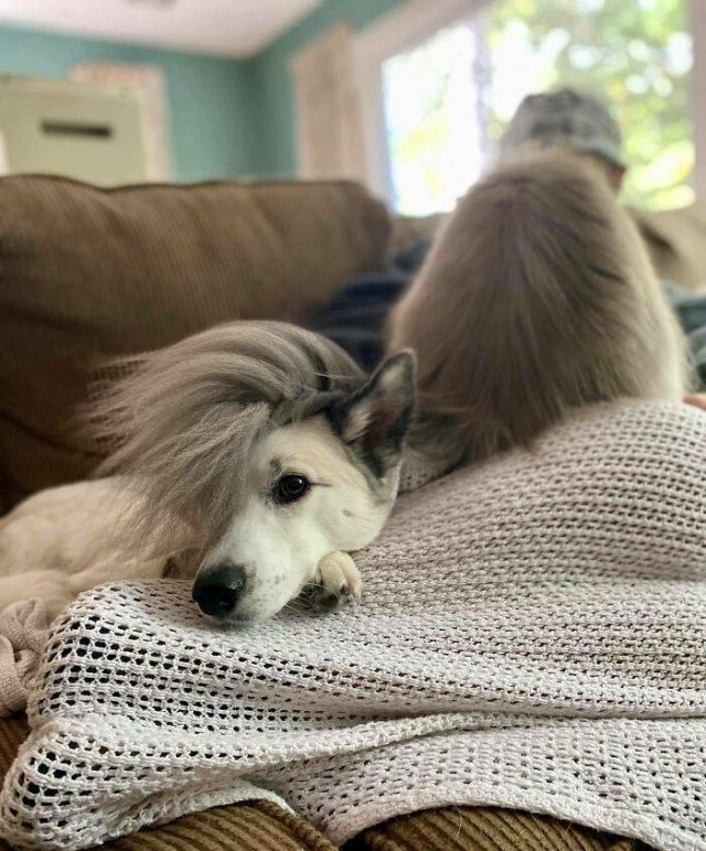 Funny Dogs (47 pics)