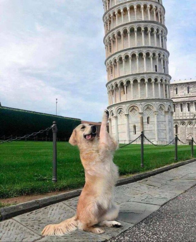 Funny Dogs (47 pics)