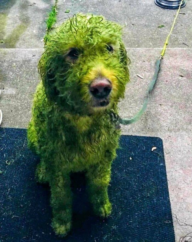 Funny Dogs (47 pics)