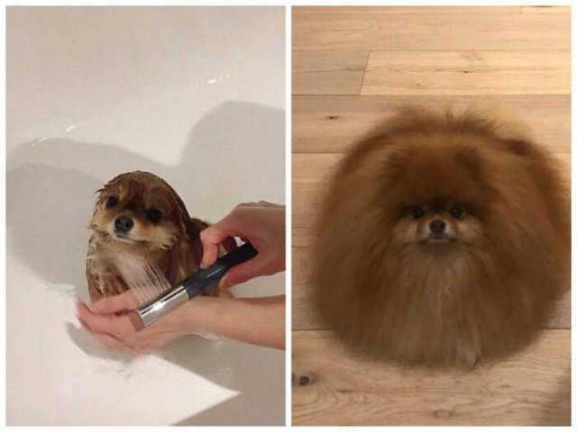 Funny Dogs (47 pics)