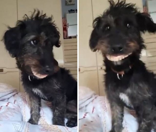 Funny Dogs (47 pics)