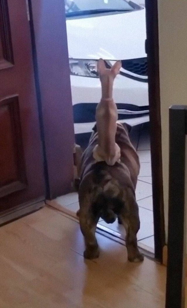 Funny Dogs (47 pics)