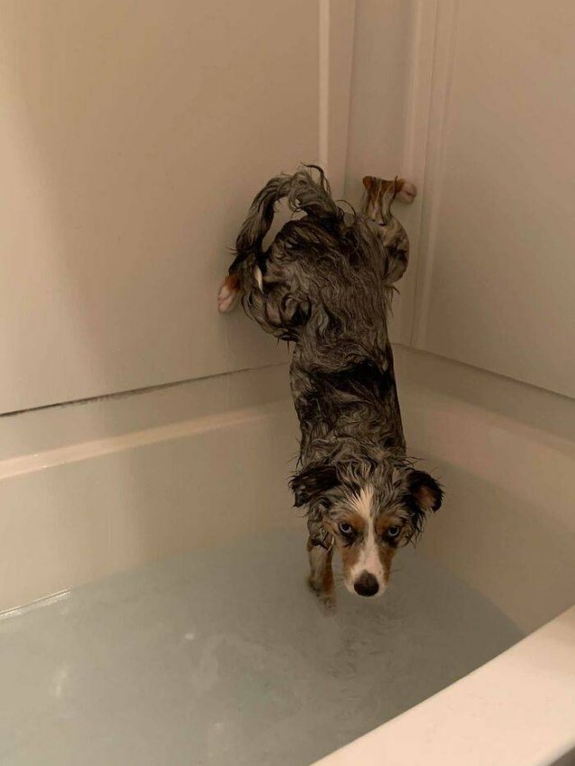 Funny Dogs (47 pics)