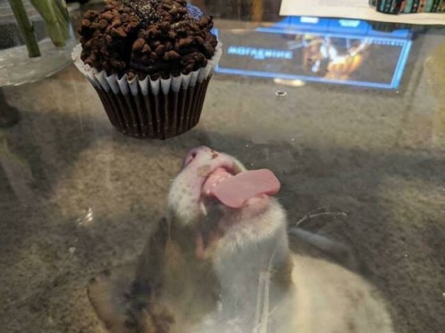 Funny Dogs (47 pics)