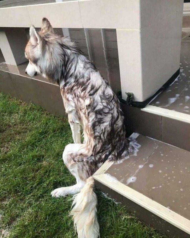 Funny Dogs (47 pics)