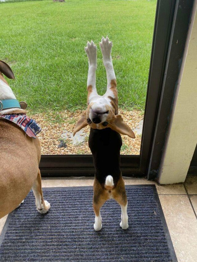 Funny Dogs (47 pics)