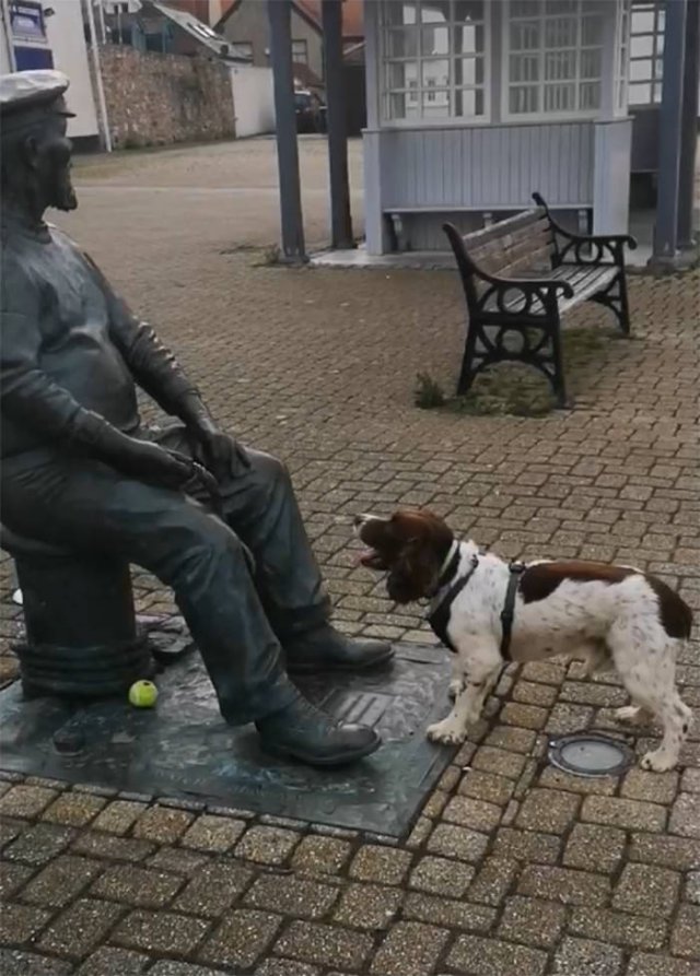Funny Dogs (47 pics)