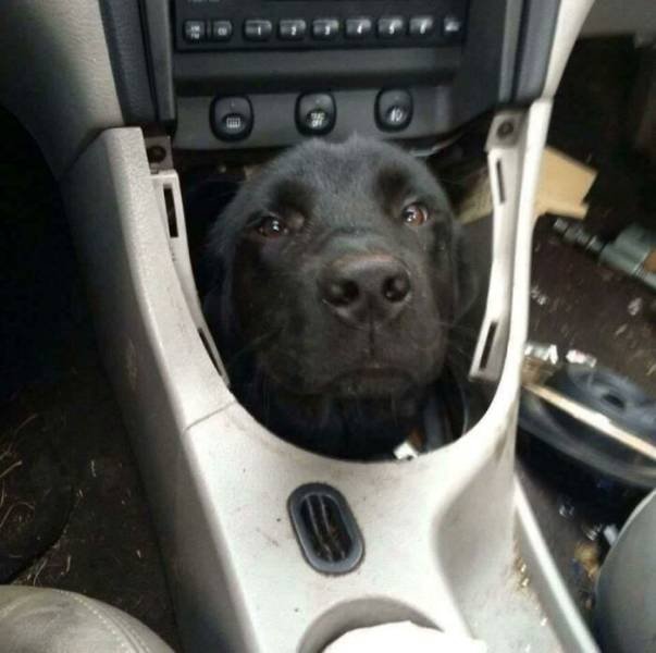 Funny Dogs (47 pics)