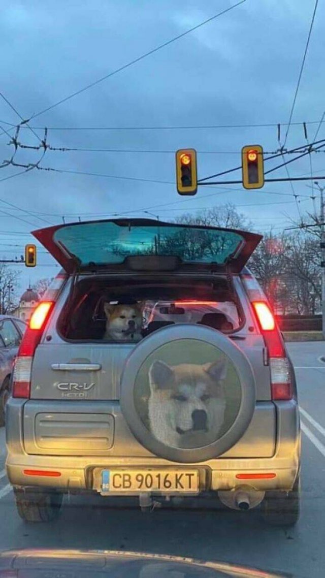Funny Dogs (47 pics)