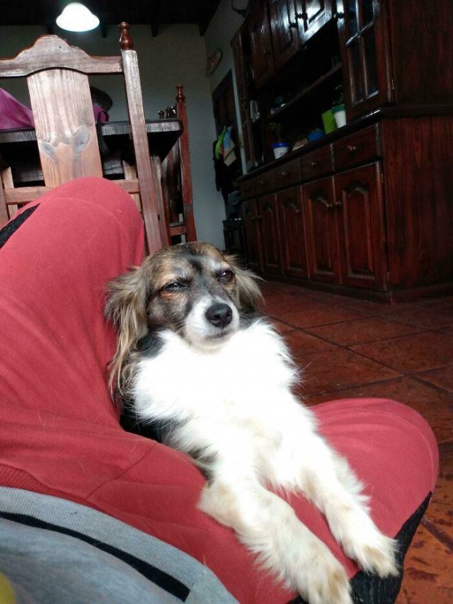 Funny Dogs (47 pics)
