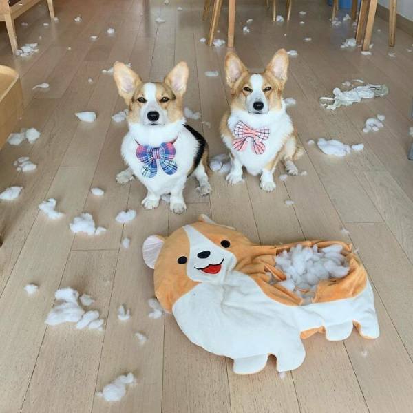 Funny Dogs (47 pics)