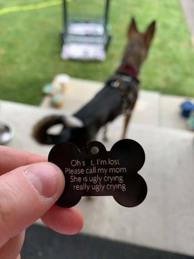 Funny Dogs (47 pics)