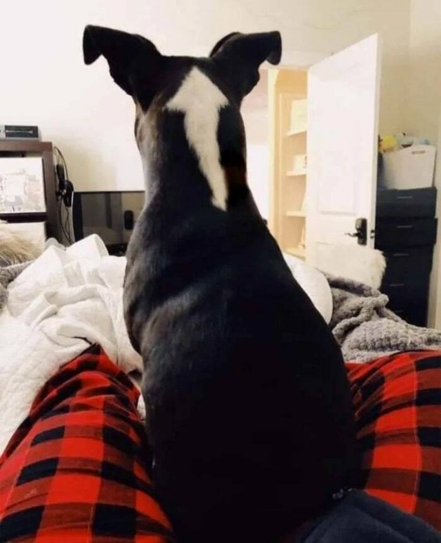 Funny Dogs (47 pics)