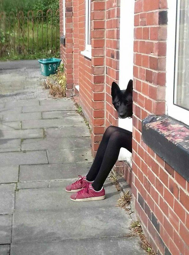 Funny Dogs (47 pics)