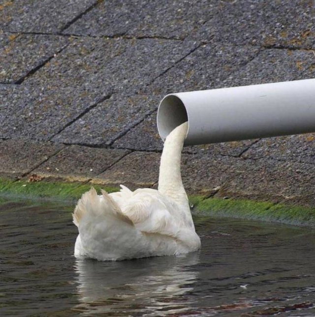 Acid Picdump 2 (82 pics)