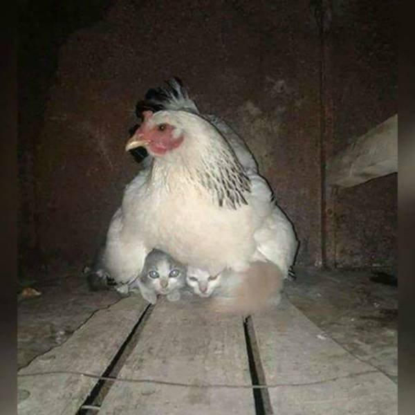Acid Picdump 2 (82 pics)
