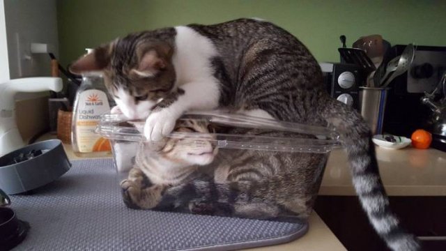 Acid Picdump 1 (83 pics)