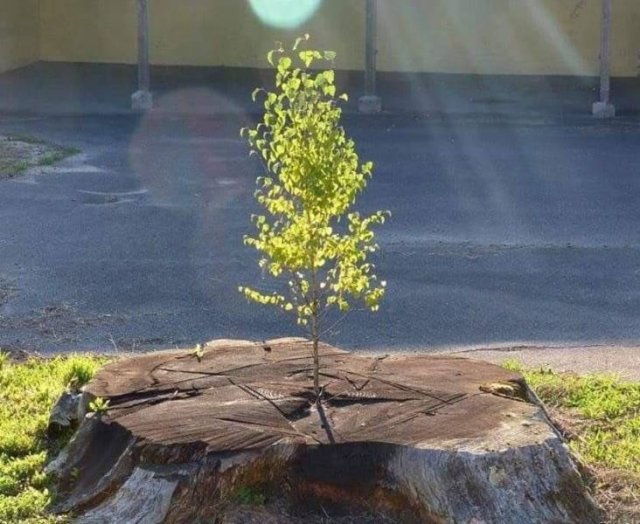 Acid Picdump 1 (83 pics)