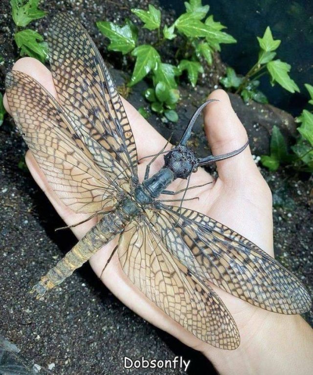 Acid Picdump 2 (82 pics)