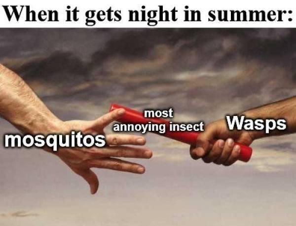 Summer Memes (30 pics)