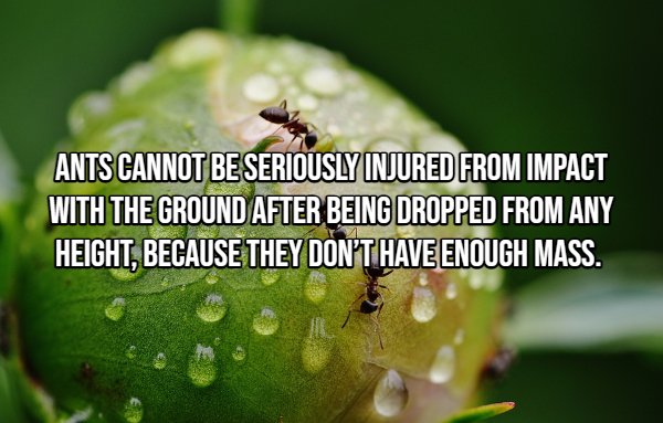 Interesting Facts (22 pics)