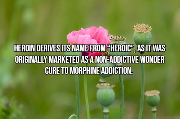 Interesting Facts (22 pics)