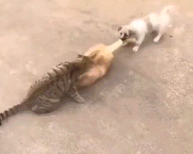 Acid Gifdump, June 14 (25 gifs)