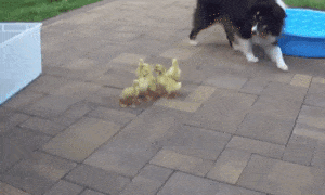 Acid Gifdump, June 14 (25 gifs)