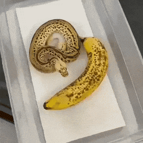Acid Gifdump, June 14 (25 gifs)