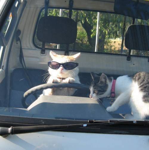 Acid Picdump 2 (77 pics)