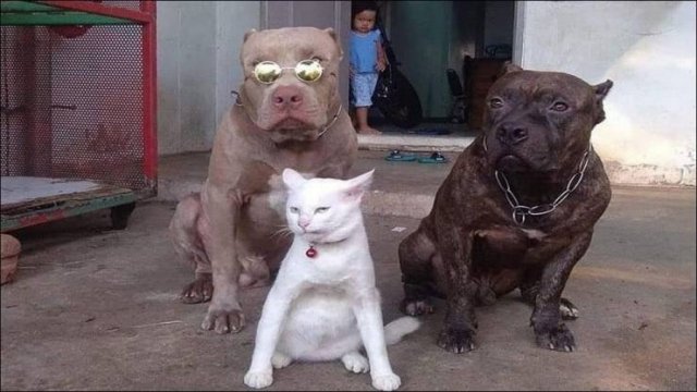Acid Picdump 1 (80 pics)
