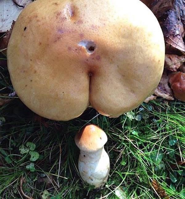 This Is Pareidolia (33 pics) This Is Pareidolia (33 pics)