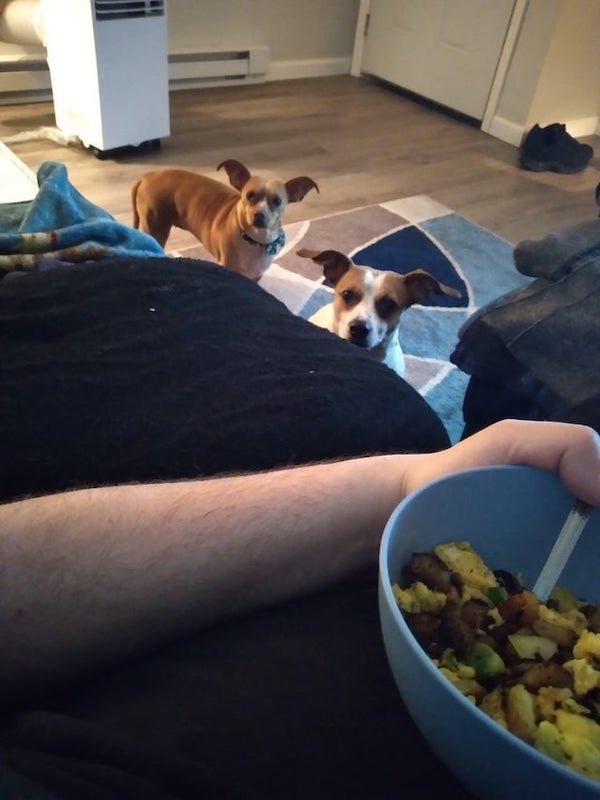 Pets Staring At Food (35 pics)
