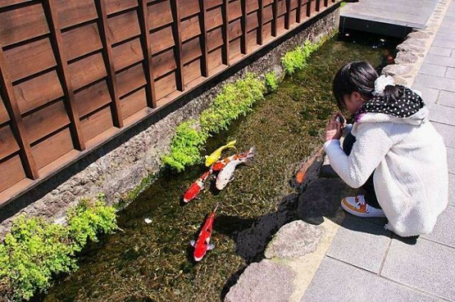 Life In Japan (50 pics)