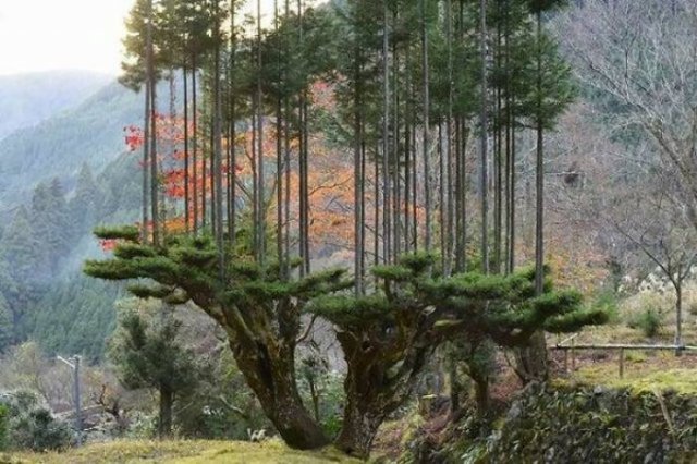 Life In Japan (50 pics)