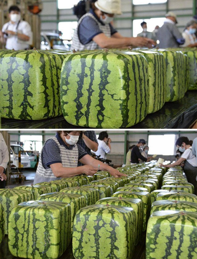 Life In Japan (50 pics)