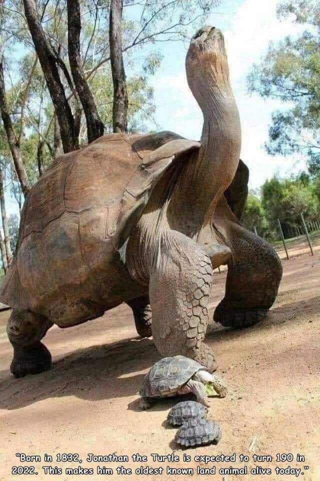Acid Picdump 1 (80 pics)