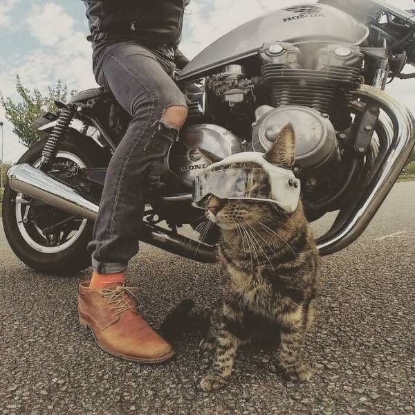This Cat Loves Adventures (28 pics)